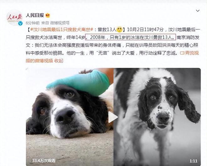 汶川地震67只搜救犬已全部离世