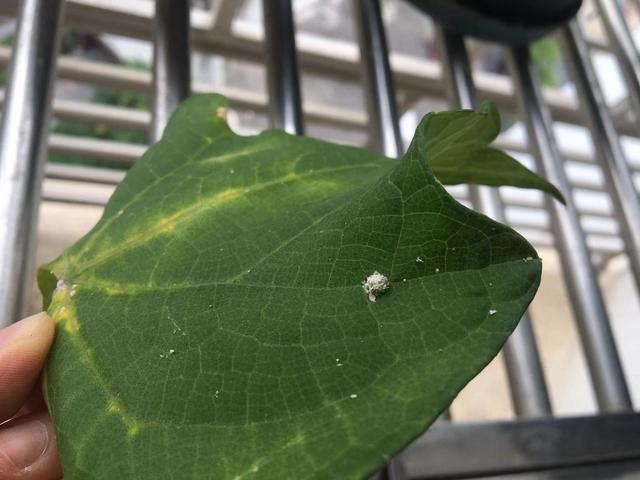 阳台衣架长草蛉虫卵