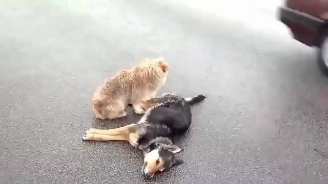 狗狗躺马路不起 同伴集体守护