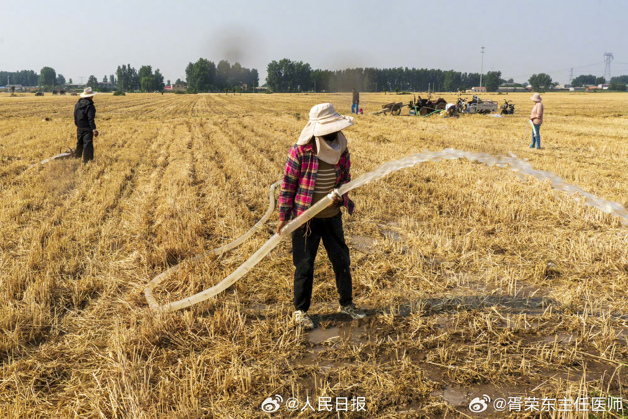 河南干旱部分农户提前割麦