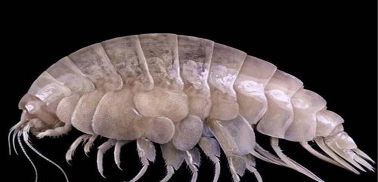 发现微生物新物种