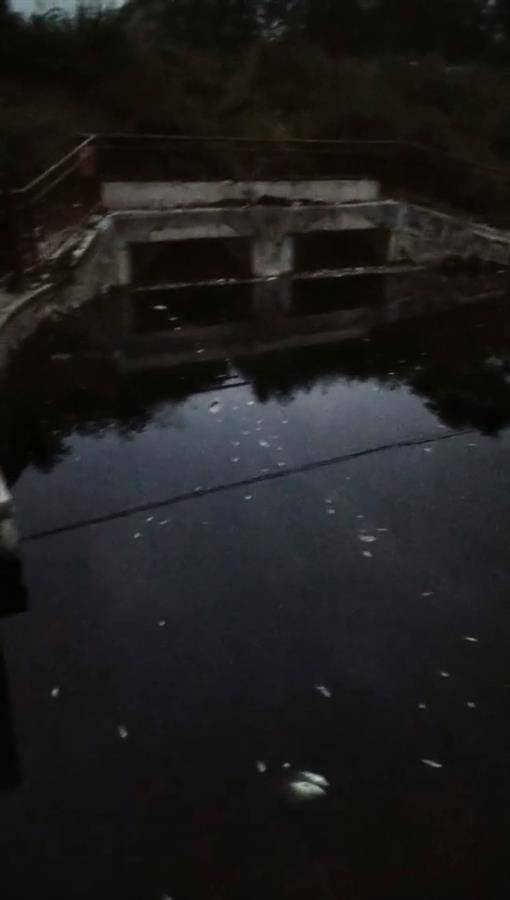 湖南一河现大量死鱼