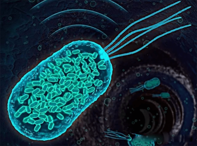 中国空间站发现微生物新物种