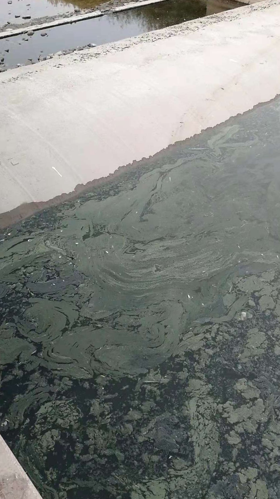 湖南一河现大量死鱼