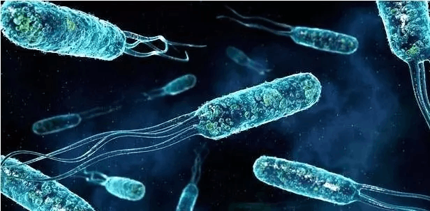 发现微生物新物种