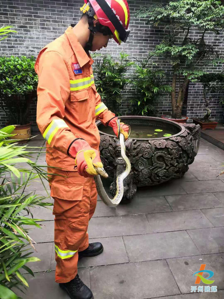 深圳16天接警232宗“蛇出没”警情