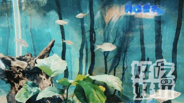 震惊！海洋馆员工脚踢海狮视频曝光，虐待动物何时休？