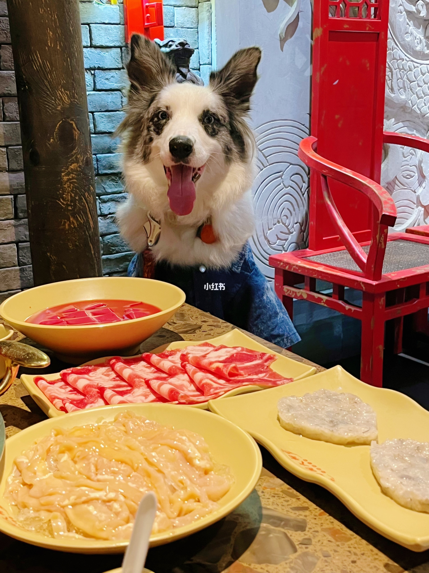 "震惊！人狗分餐共享火锅店竟成新宠？揭秘背后的暖心设计"